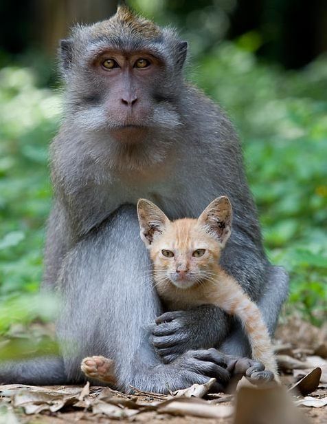 Macaque monkey adopted kitten, Bali, Indonesia