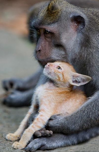 Macaque monkey adopted kitten, Bali, Indonesia
