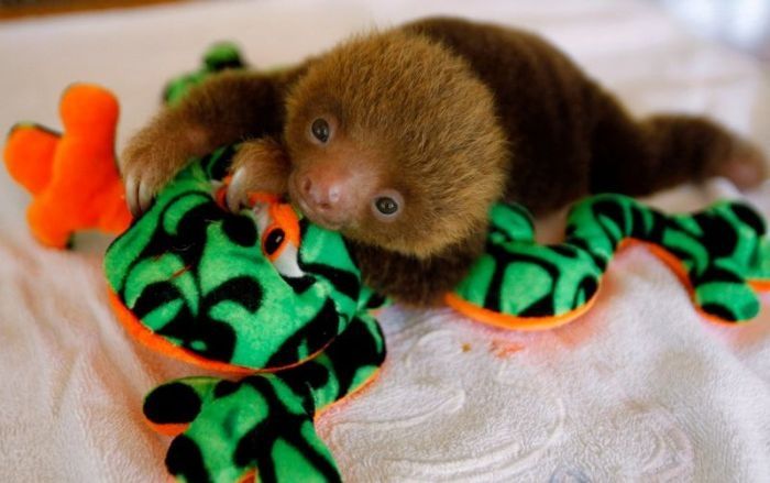 baby sloth