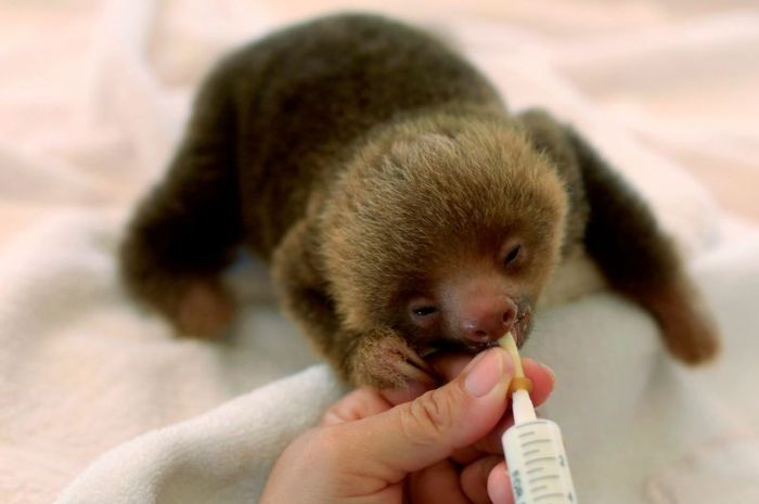 baby sloth