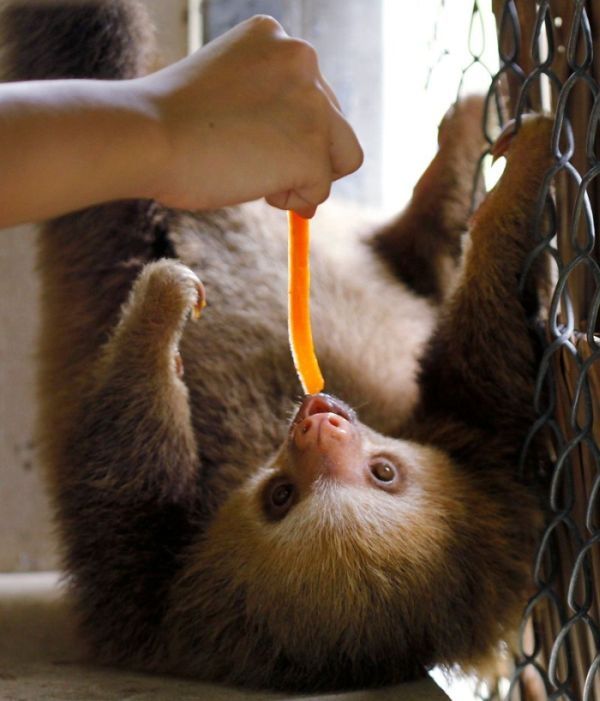 baby sloth