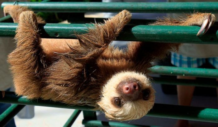 baby sloth