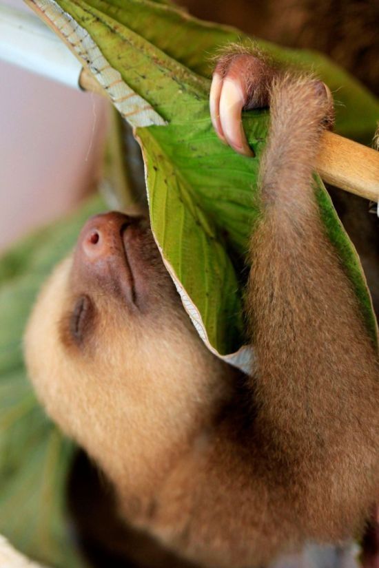 baby sloth