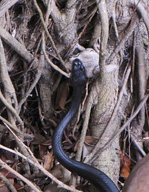 toad escapes a snake