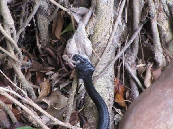 toad escapes a snake