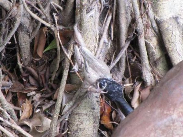 toad escapes a snake