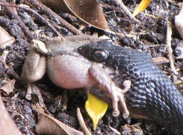 toad escapes a snake