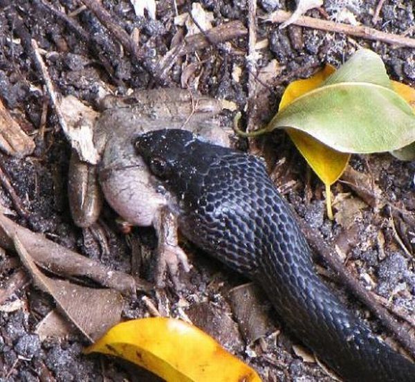 toad escapes a snake