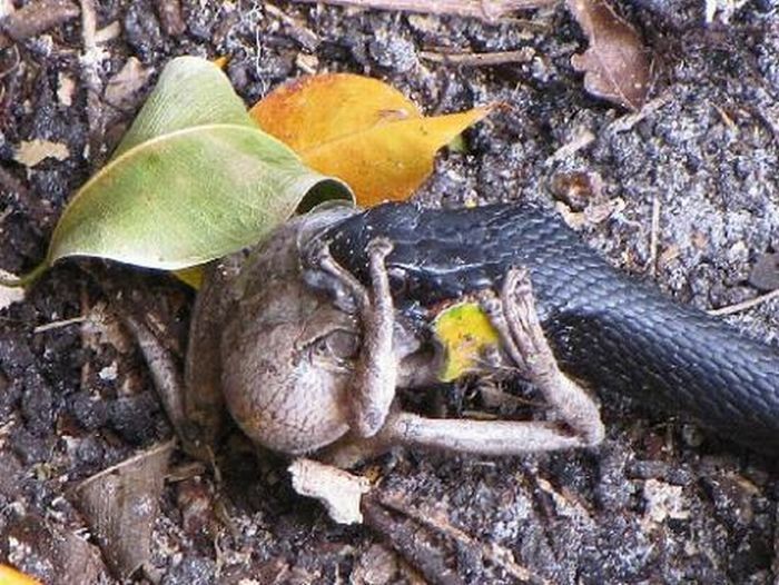 toad escapes a snake