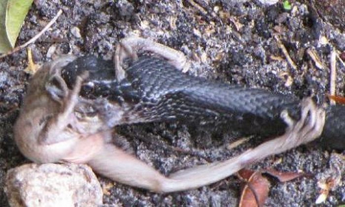 toad escapes a snake