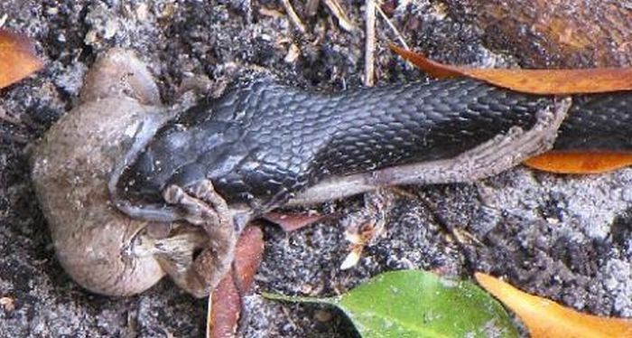 toad escapes a snake