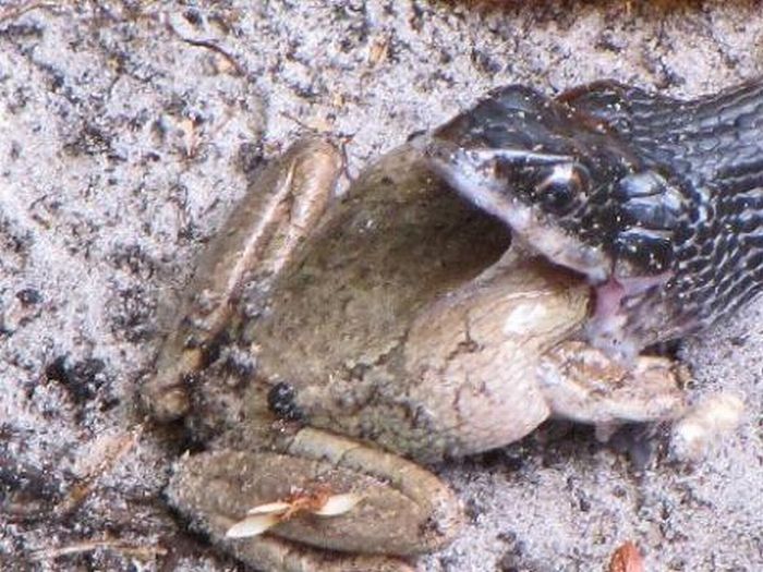 toad escapes a snake