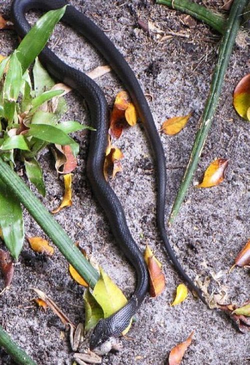 toad escapes a snake