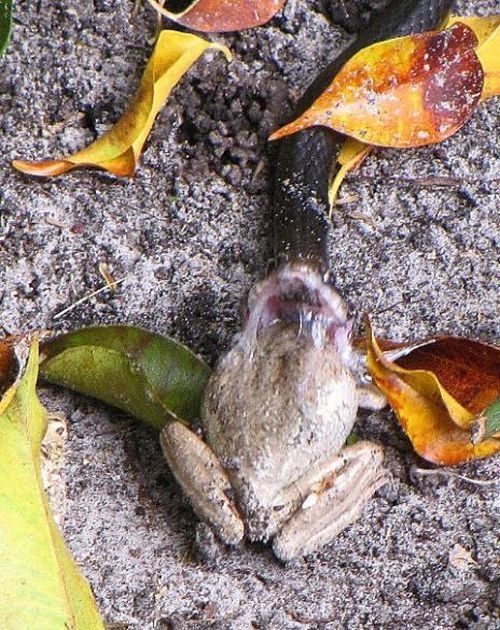 toad escapes a snake