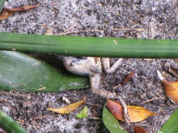 toad escapes a snake