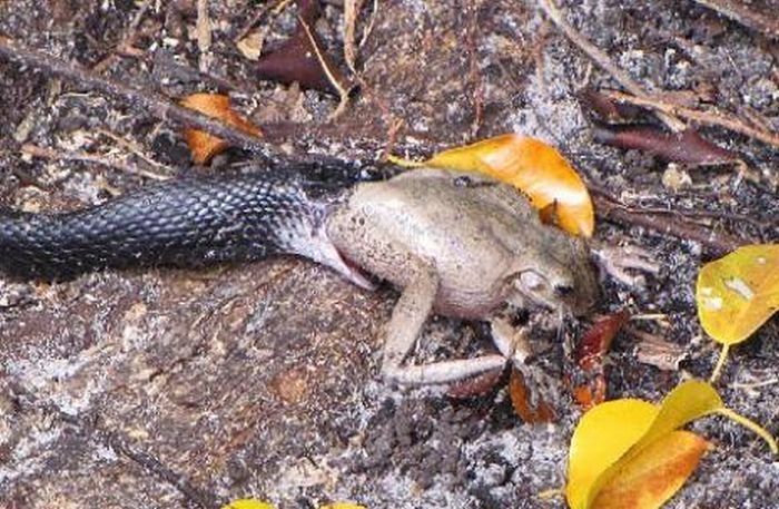 toad escapes a snake