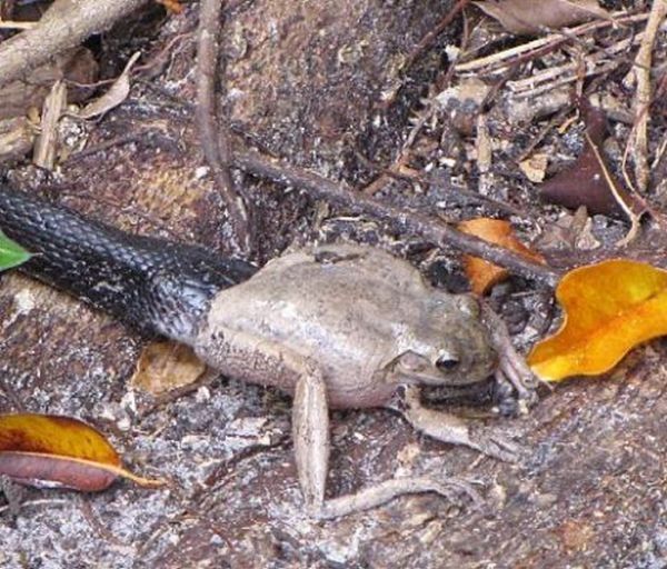 toad escapes a snake