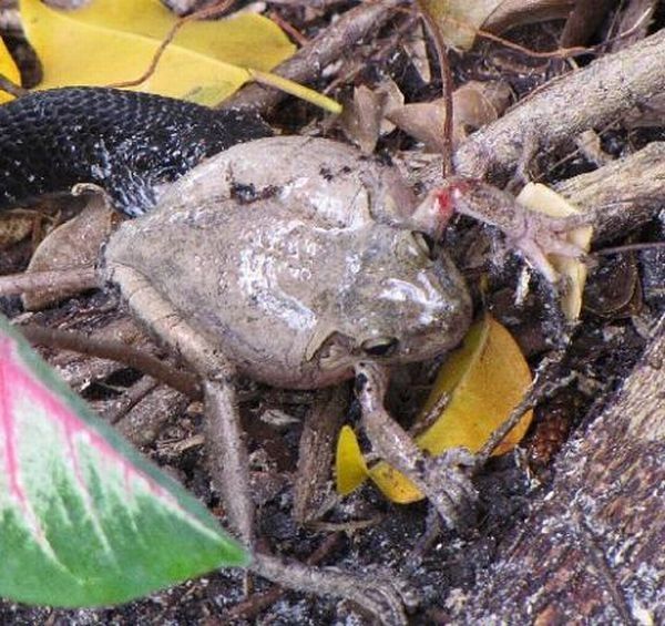 toad escapes a snake