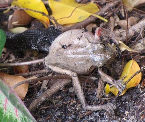 toad escapes a snake