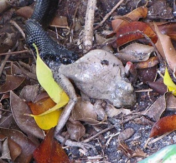 toad escapes a snake