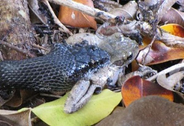 toad escapes a snake