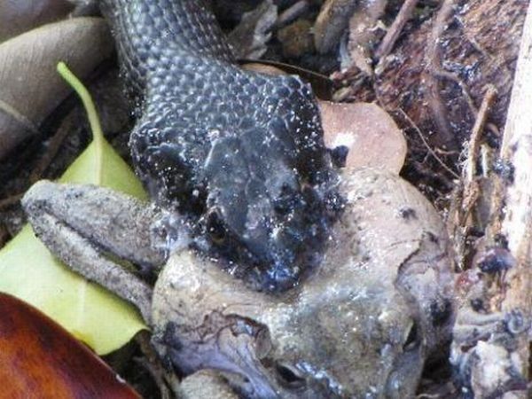 toad escapes a snake