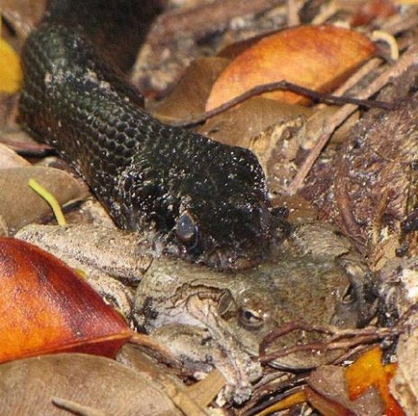 toad escapes a snake