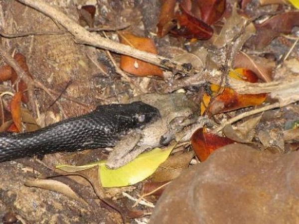 toad escapes a snake