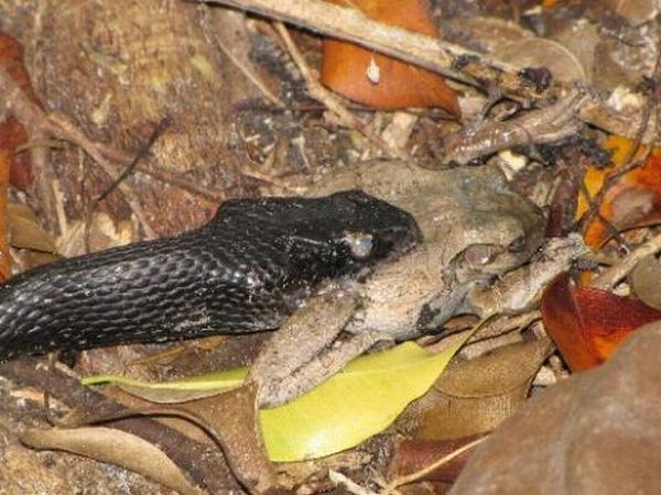 toad escapes a snake