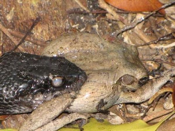 toad escapes a snake