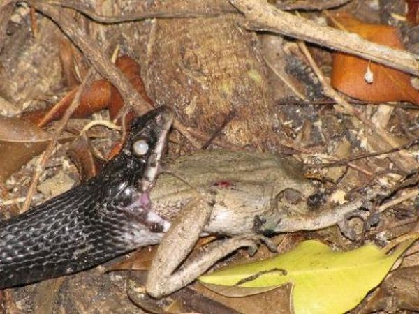 toad escapes a snake