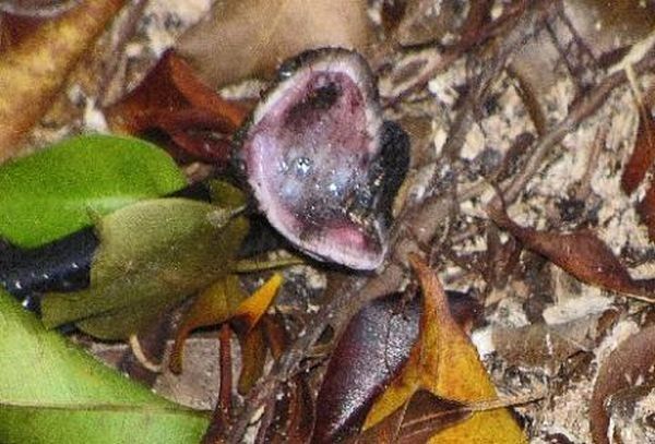 toad escapes a snake