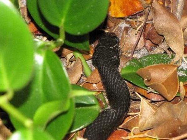 toad escapes a snake