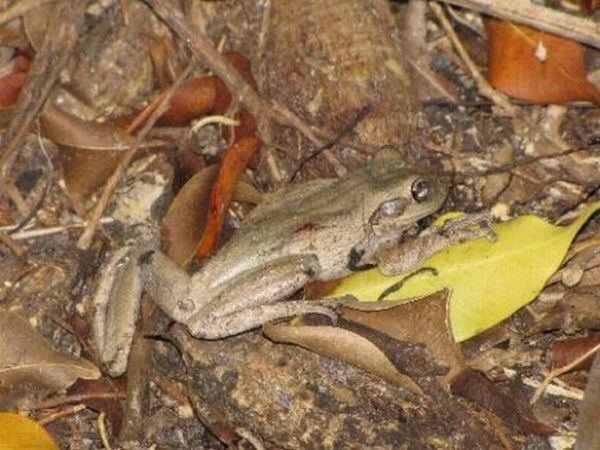 toad escapes a snake