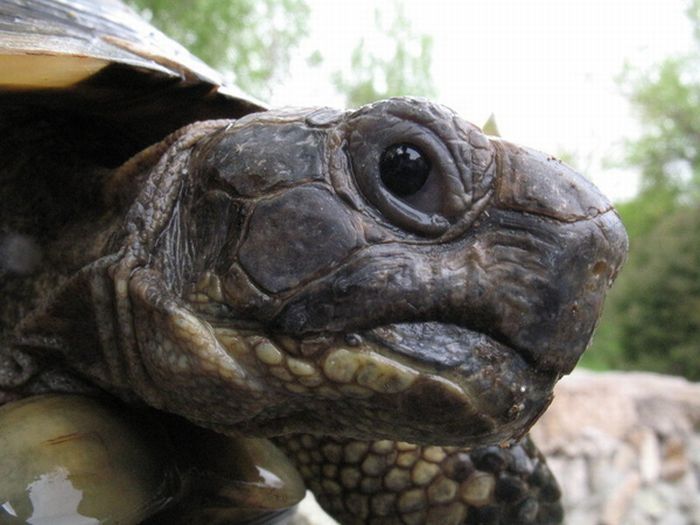 turtle's face emotion