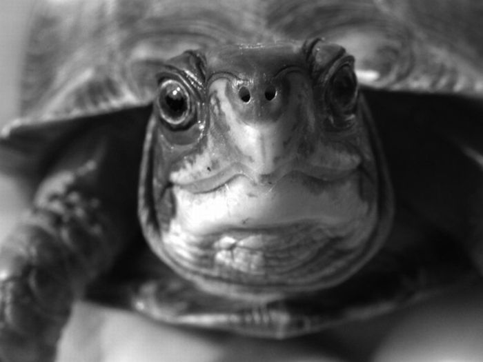 turtle's face emotion