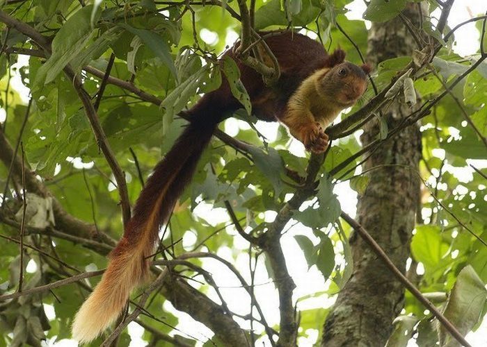 indian giant squirrel