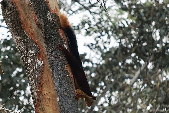 indian giant squirrel