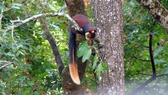 indian giant squirrel