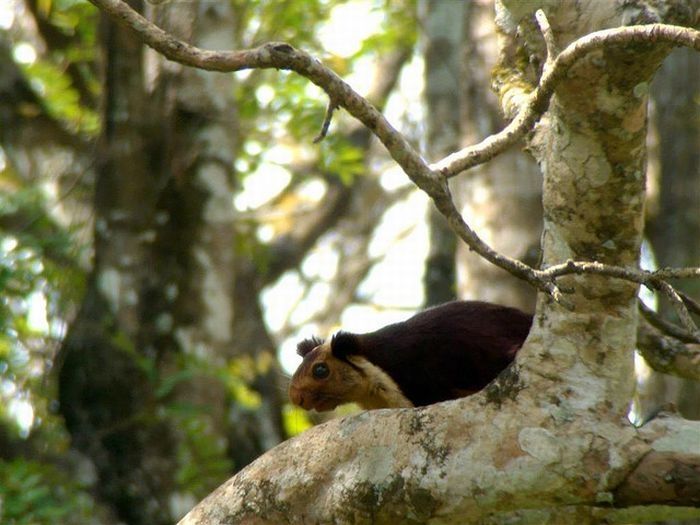 indian giant squirrel