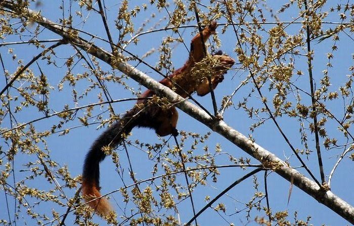 indian giant squirrel