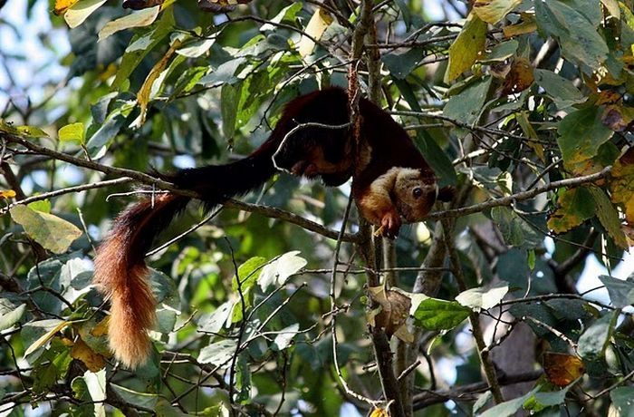 indian giant squirrel