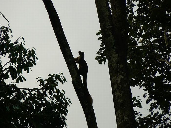 indian giant squirrel