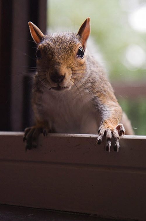 adopted squirrel pet