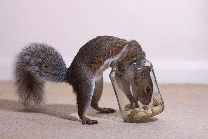 adopted squirrel pet