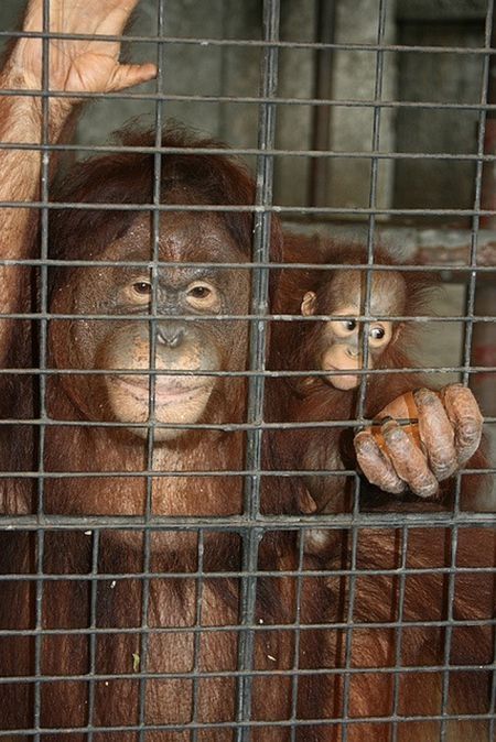 Pata Zoo in Bangkok, Thailand