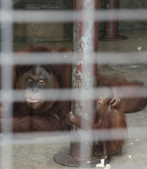 Pata Zoo in Bangkok, Thailand