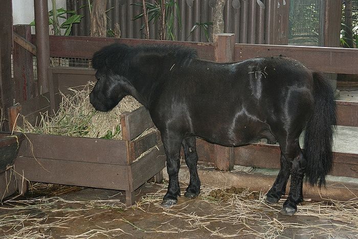 Pata Zoo in Bangkok, Thailand