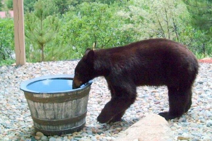 bear in the water barrel