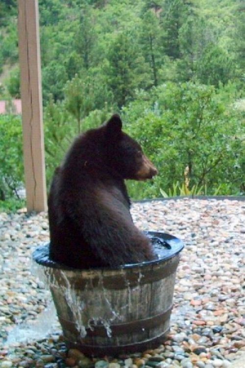 bear in the water barrel